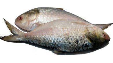 Ilish20190412142259