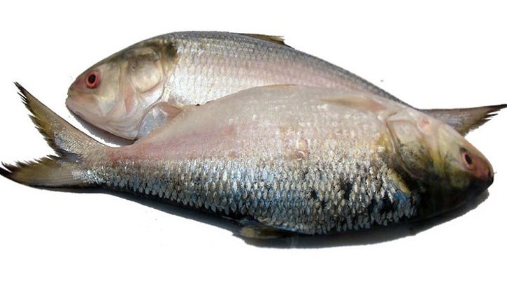 Ilish20190412142259