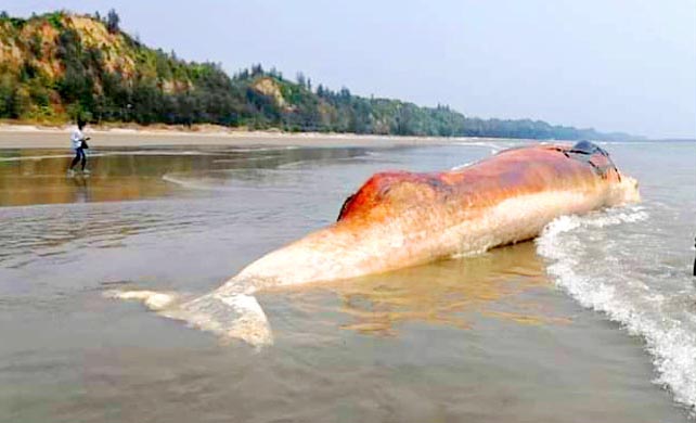 সৈকতে ভেসে এলো বিশালাকার আরেকটি মৃত তিমি 1 Coxbazar timi