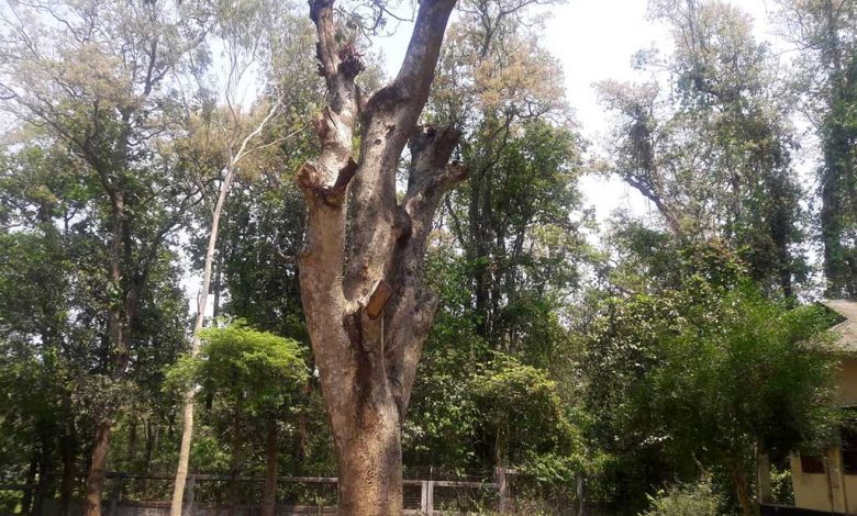 আম