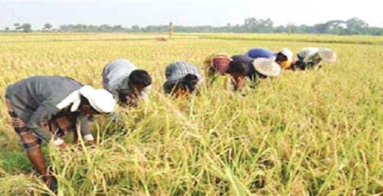 ধান