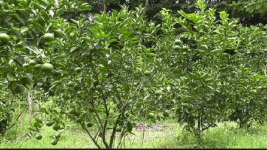 লেবু