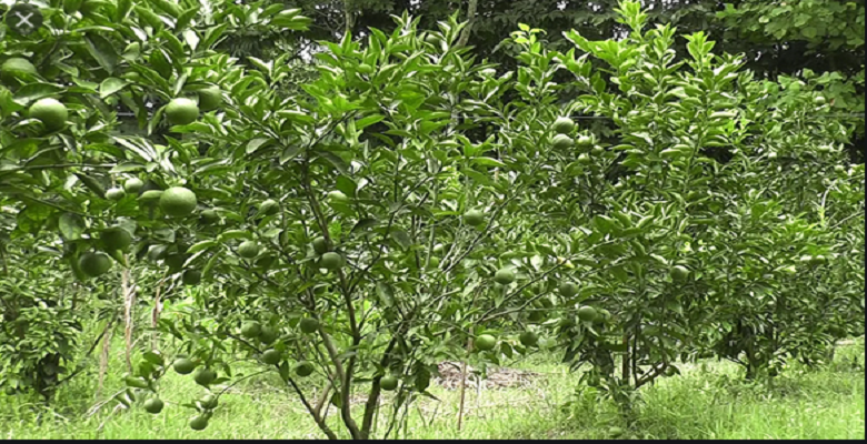 লেবু