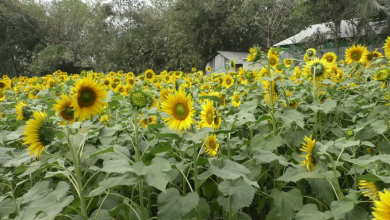 শেরপুর 1