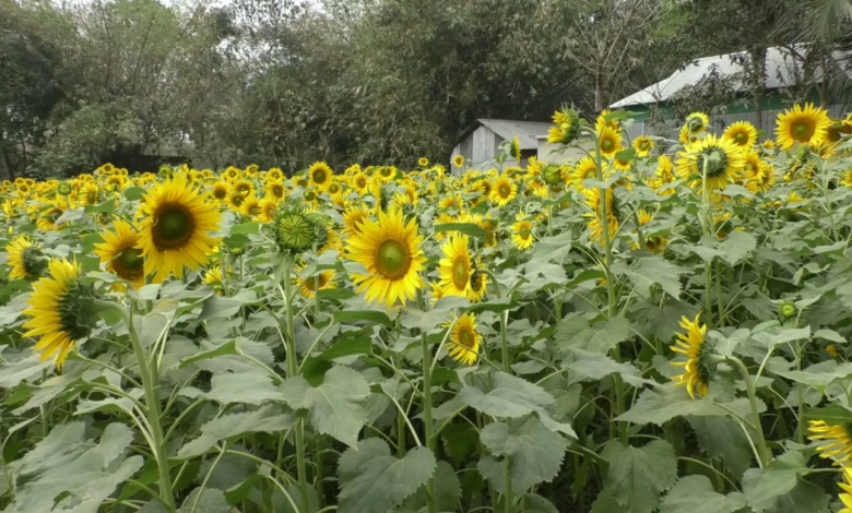 শেরপুর 1