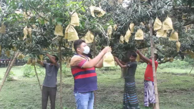 আমের