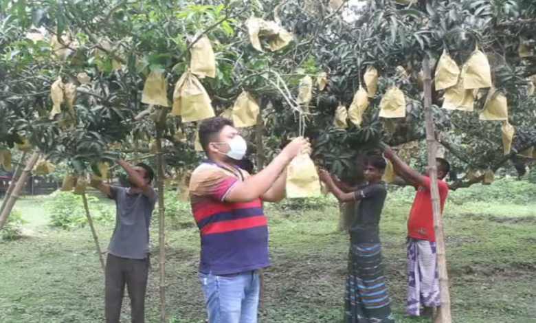 আমের