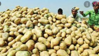 আলুর দাম