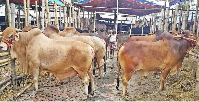 ঈদকে সামনে রেখে ব্যস্ত সময় পার করছে খামারিরা 1 কুমিল্লা গরু