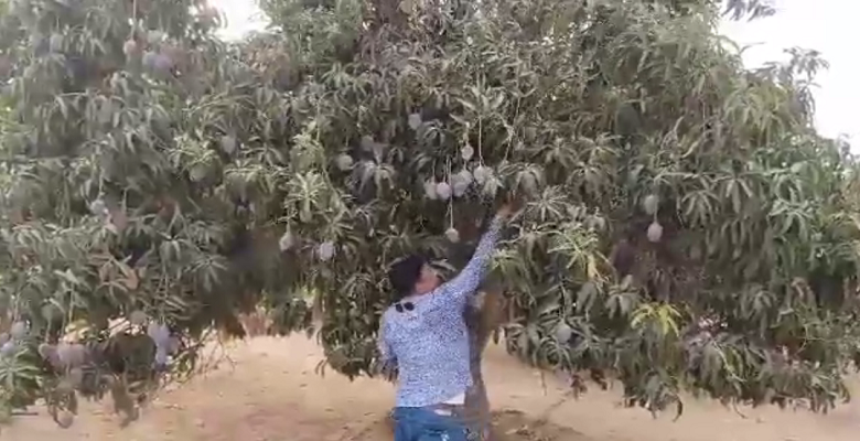 জেদ্ধা