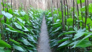 বরিশাল