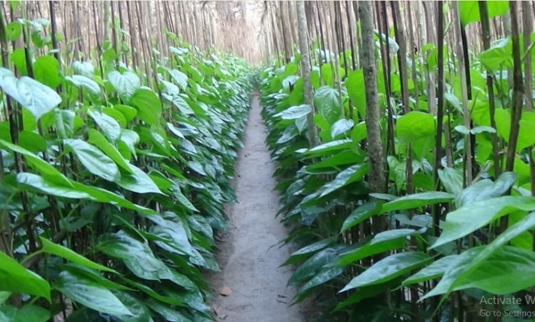 বরিশাল