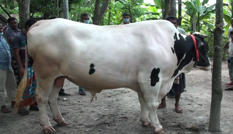 গরু মোটাতাজাকরণে ব্যস্ত সময় পার করছেন রাজশাহীর খামারীরা 1 রাজশাহী