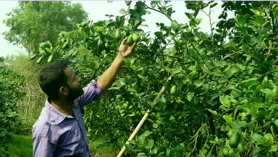 লেমন