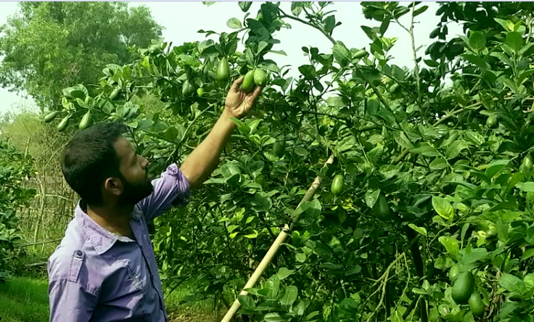 লেমন