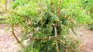 চুয়াডাঙ্গা