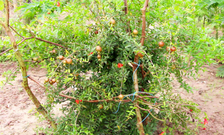 চুয়াডাঙ্গা