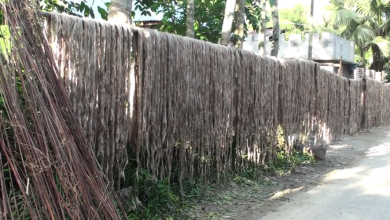 জুট