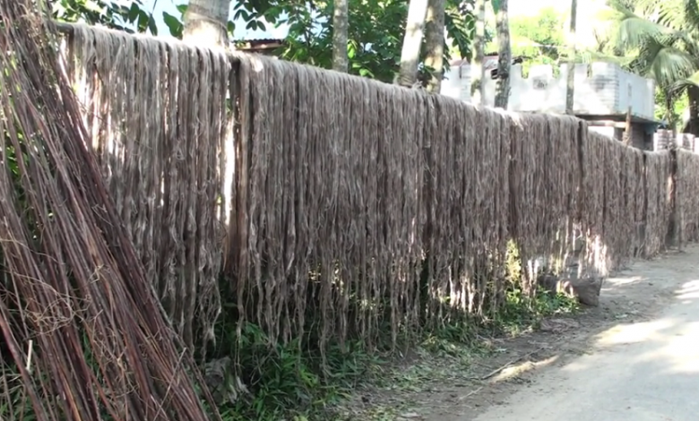 জুট