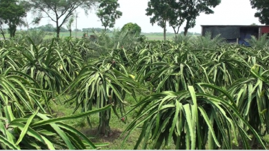 ড্রাগন