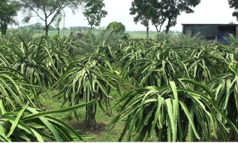 ড্রাগন