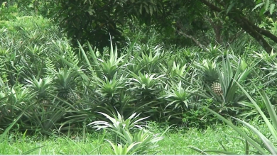 পটুয়াখালী
