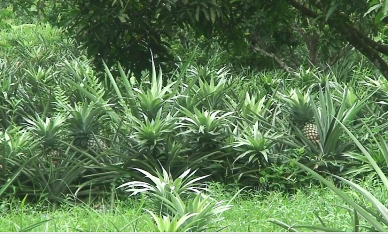 পটুয়াখালী