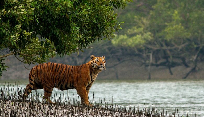 বাঘ