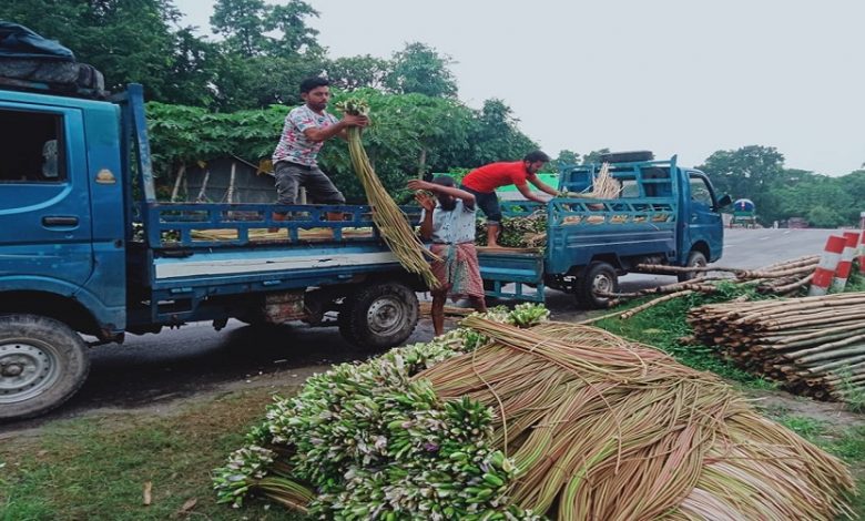 শাপলা বেঁচে জীবিকা নির্বাহ সিরাজদীখানের শতাধিক পরিবারের 1 বিক্রি