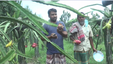 মেহেরপুর