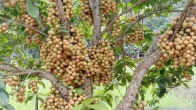 লটকন