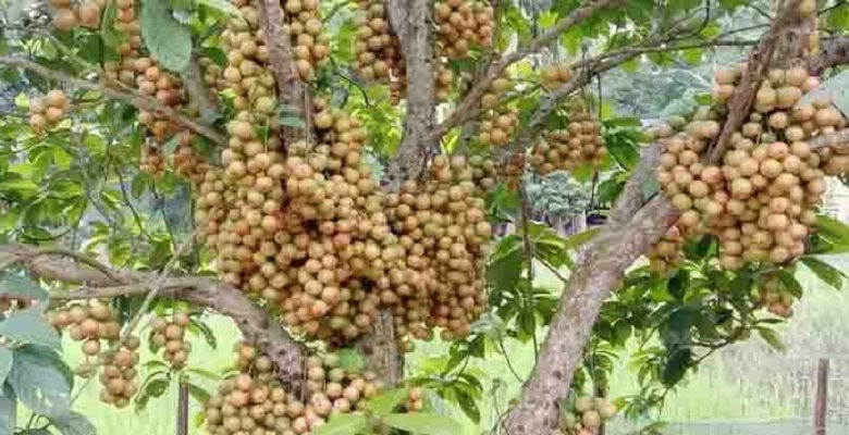শেরপুরে জনপ্রিয় হচ্ছে লটকন চাষ 1 লটকন