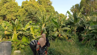 সৌদি 2