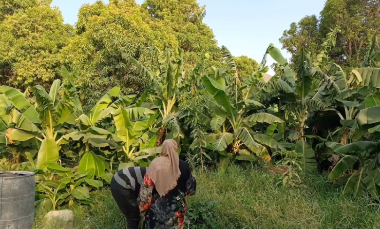 সৌদি 2