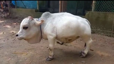 স্মল কাউ