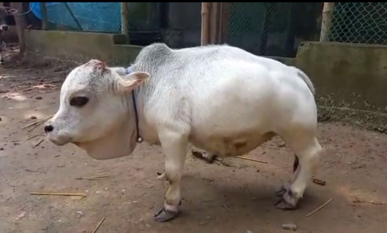 স্মল কাউ
