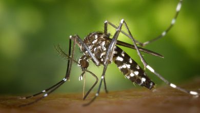 aedes 1