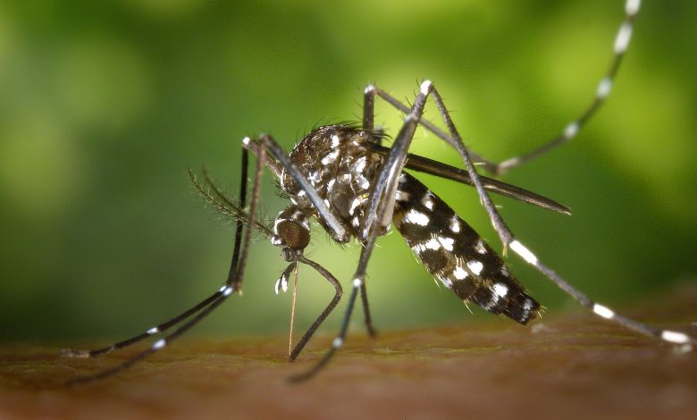 aedes 1