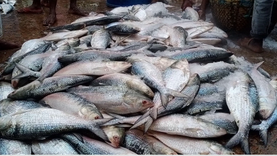 ইলিশ