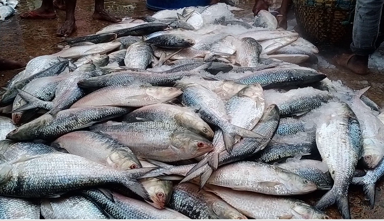 ইলিশ