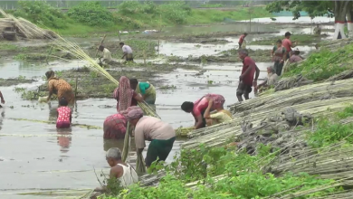 পাট