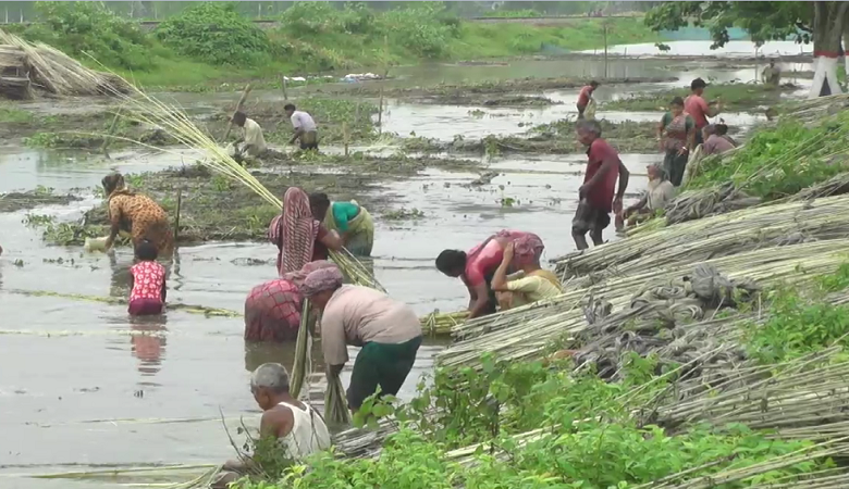 পাট