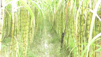 ভোলা 1