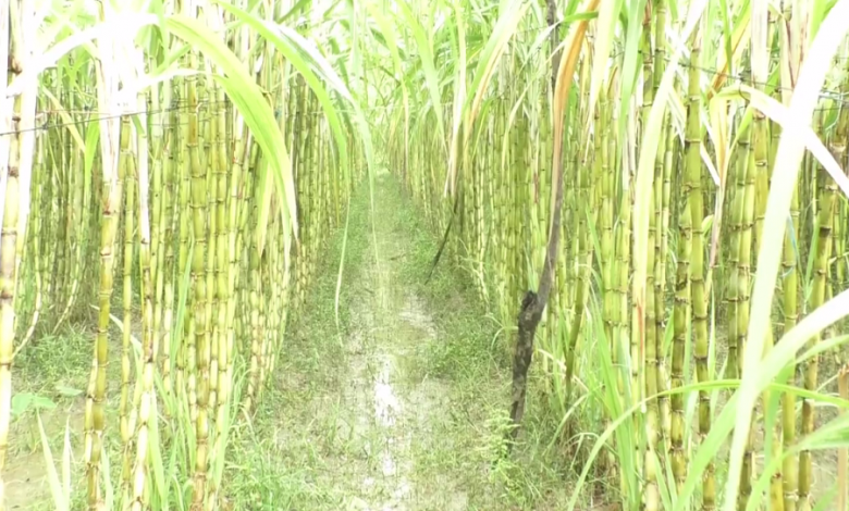 ভোলা 1
