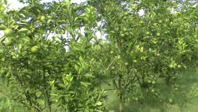 ভোলা