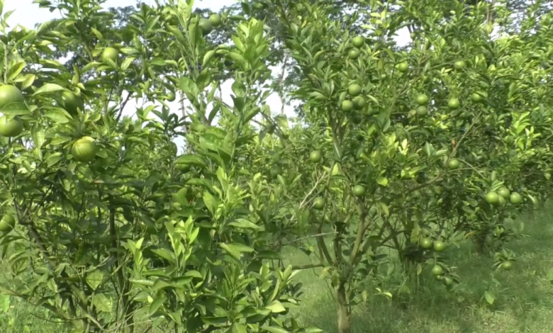 ভোলা