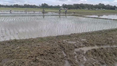 রৌমারি