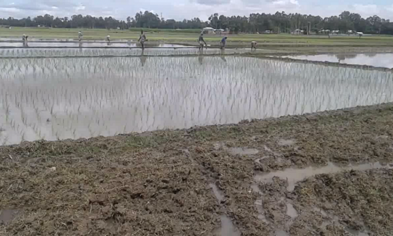 রৌমারি