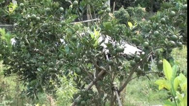 আখাউড়া