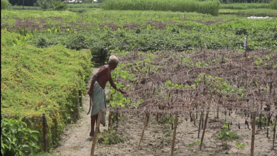 নওগা